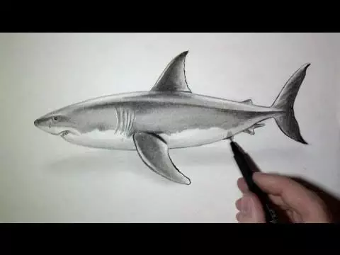 Comment Dessiner Un Requin Tutoriel VideoTutoriels