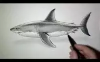 Comment dessiner un requin [Tutoriel]