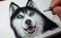 Comment dessiner un chien : Husky [Tutoriel]