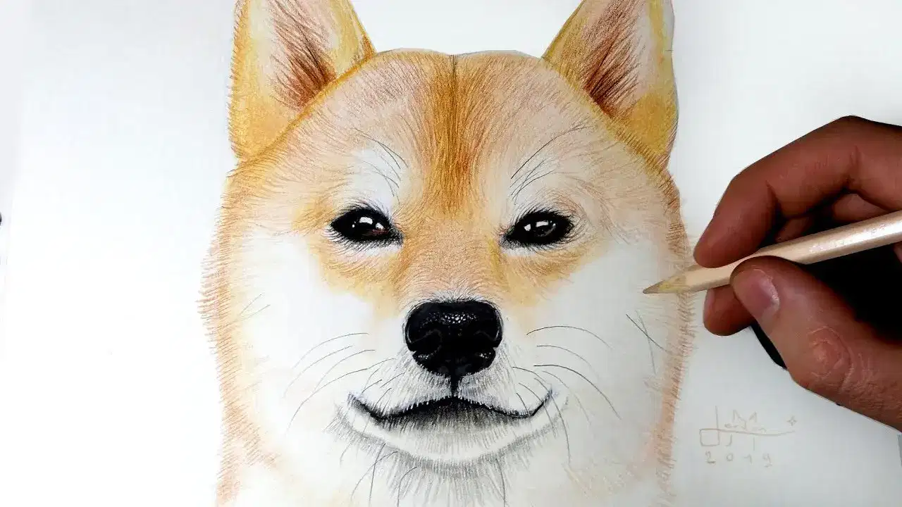 Video Dessin Comment Faire Un Shiba Avec Le Corps