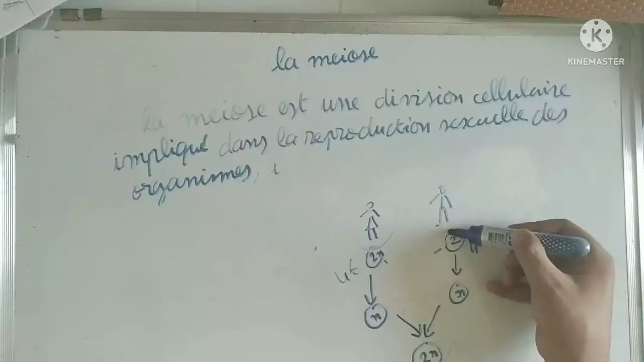 Cours Svt Le On La Meiose Et Brassage Partie Videotutoriels